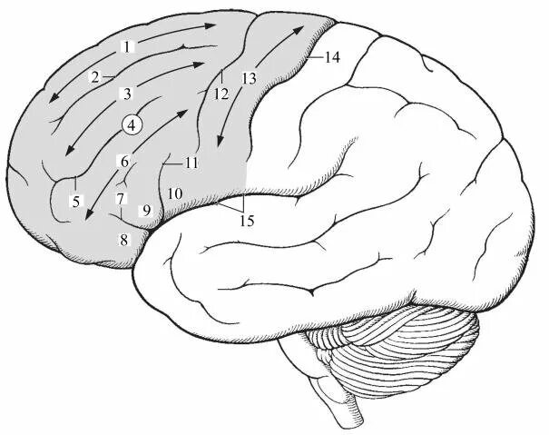 Большой мозг рисунок. Кора головного мозга извилины. Борозды и извилины коры головного мозга. Латеральная поверхность мозга извилины. Латеральная поверхность коры больших полушарий.