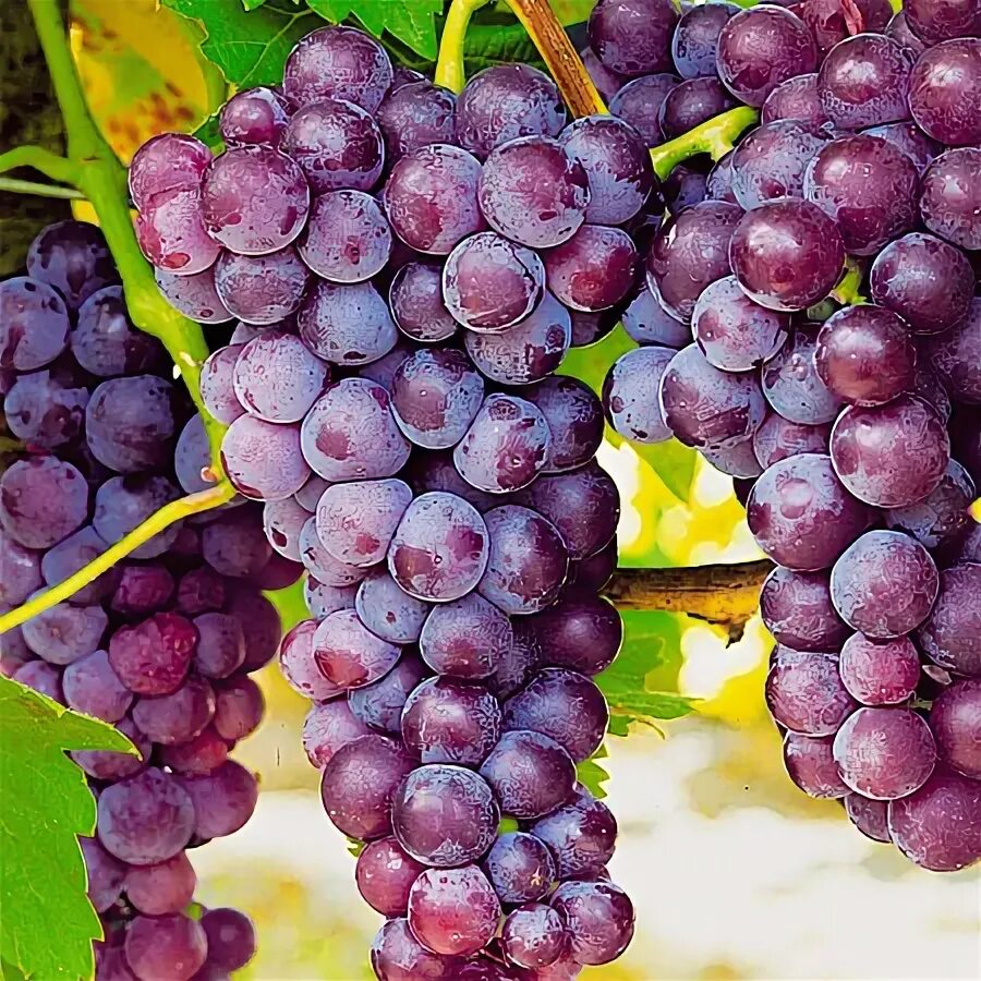 Виноград красное пламя описание