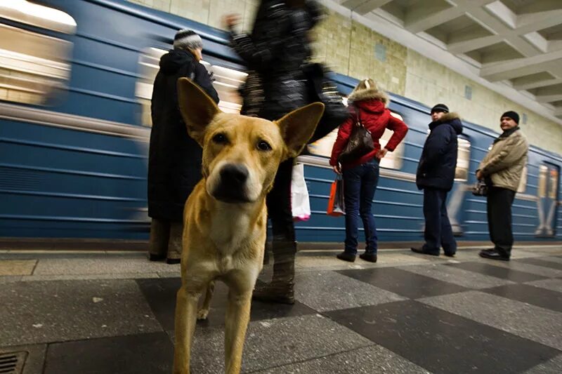 Где в москве можно с собаками. Бездомные собаки в Московском метро. Бродячие собаки в метро Москвы. Бездомная собака в метро. Спасение собаки в Московском метрополитене.