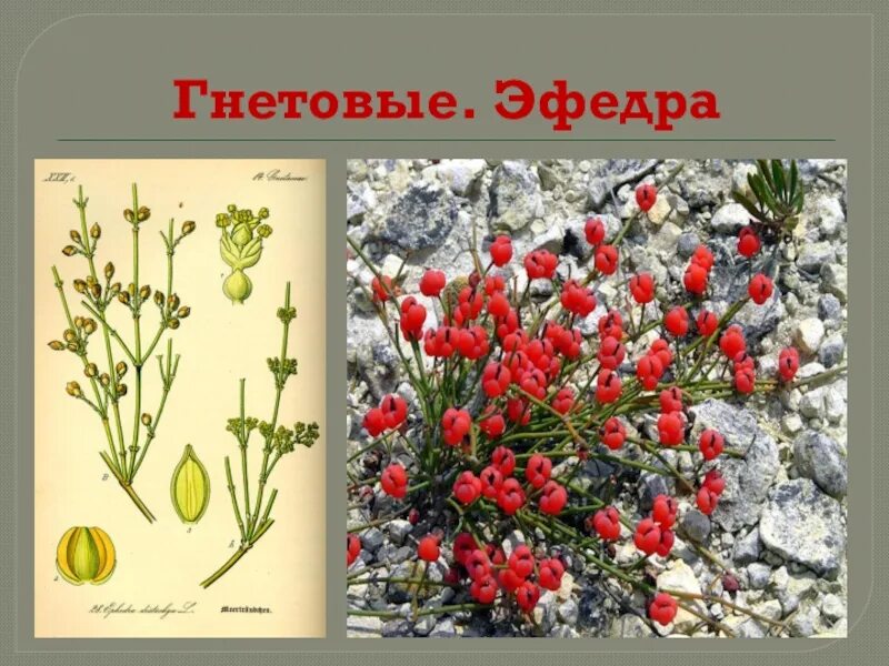 Голосеменные эфедра двухколосковая. Эфедра (хвойник) двуколосковая. Отдел голосеменные растения эфедровые. Эфедровые голосеменные. Семейство эфедровые ephedraceae.