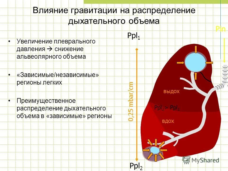 Давление гравитации. Влияние гравитации. гравитационное воздействие. влияние гравитации на организмы. влияние гравитации на человека.