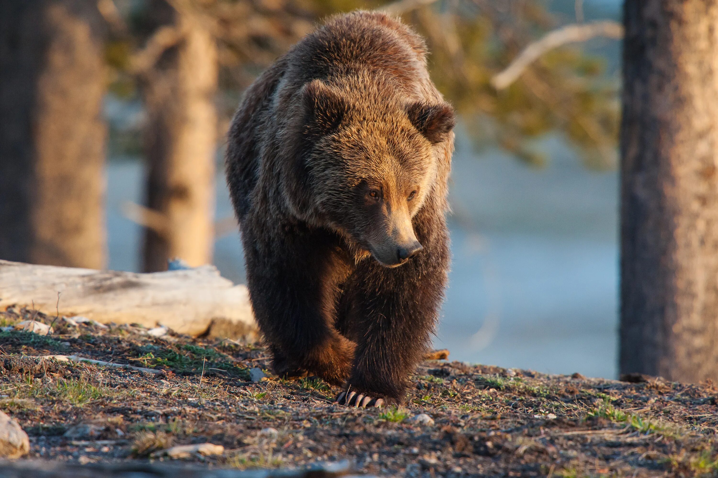Дикий зверь 8. Северная Америка медведь Гризли. Бурый медведь Уссурийская Тайга. Медведь в природе. Медведь в дикой природе.