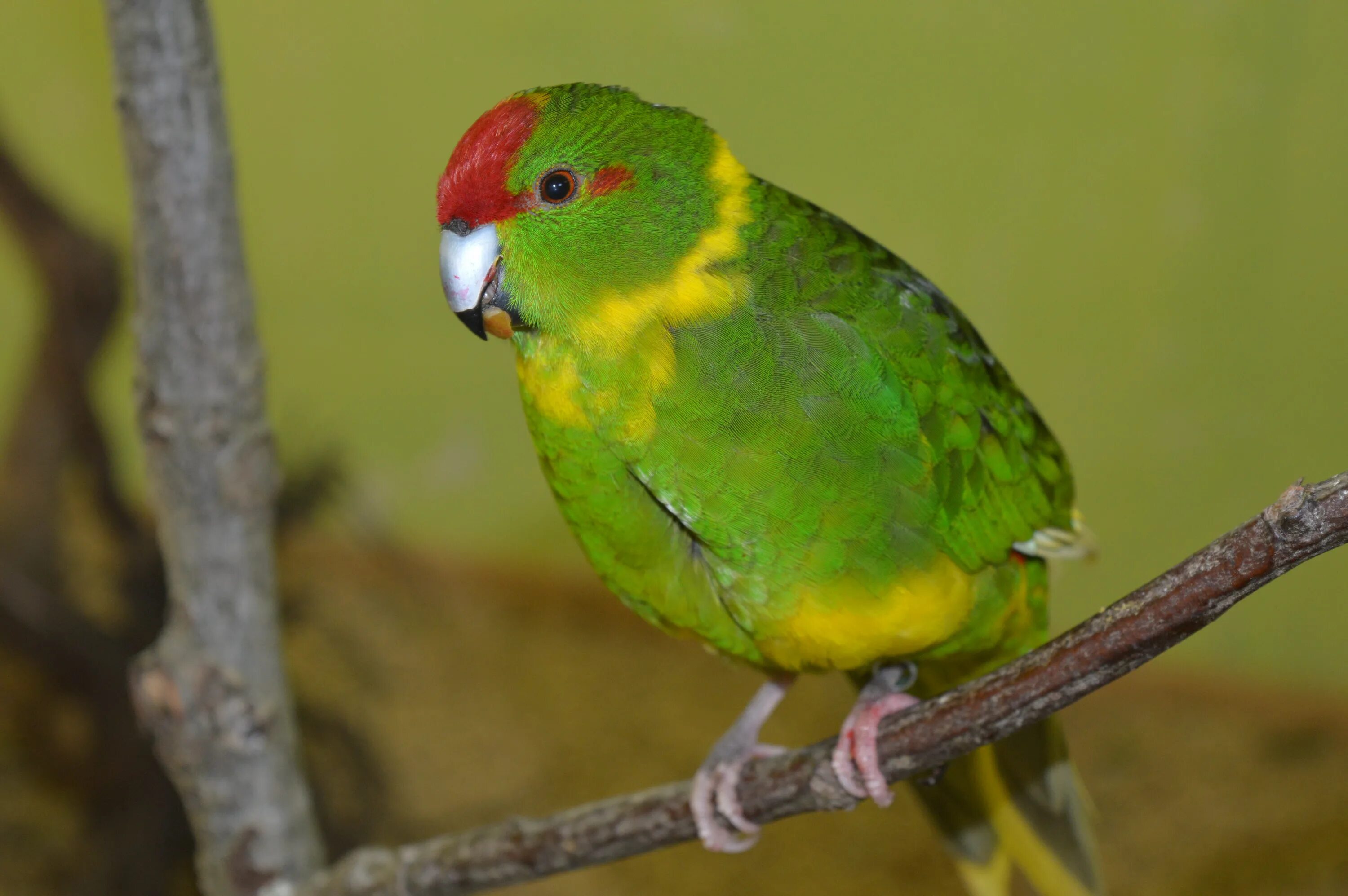 Новый пестрый. Какарики попугаи. Новозеландский краснолобый какарик. Попугай новозеландский /какарик/. Какарик новозеландский желтый.