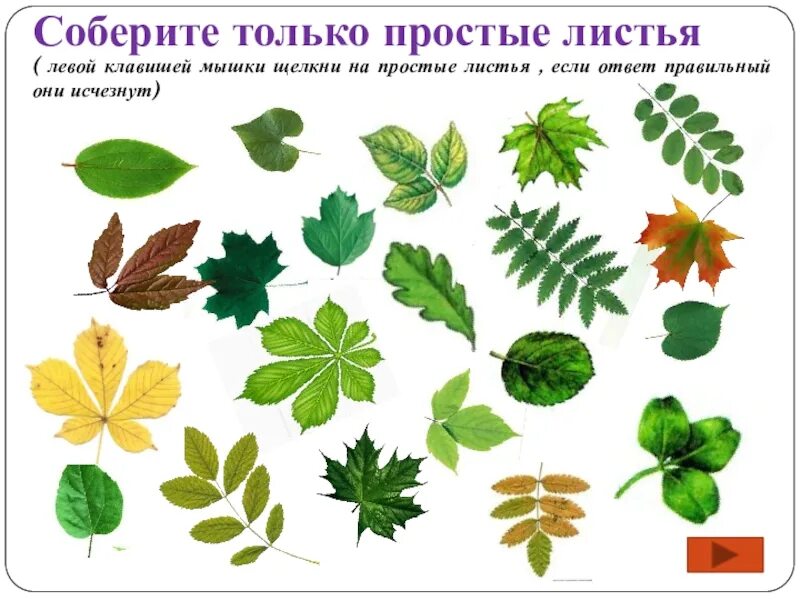 Простые и сложные листья. Растения с простыми листьями. Растения со сложными листьями. Простые и сложные листья растений. Какой лист называют сложным