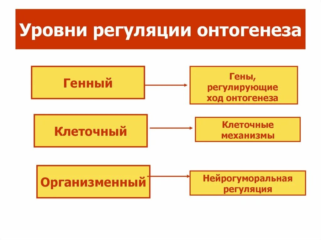 Гены онтогенеза. Генные механизмы регуляции онтогенеза. Механизмы регулирующие онтогенез. Генетические основы онтогенеза. Механизмы и принципы регуляции онтогенеза.