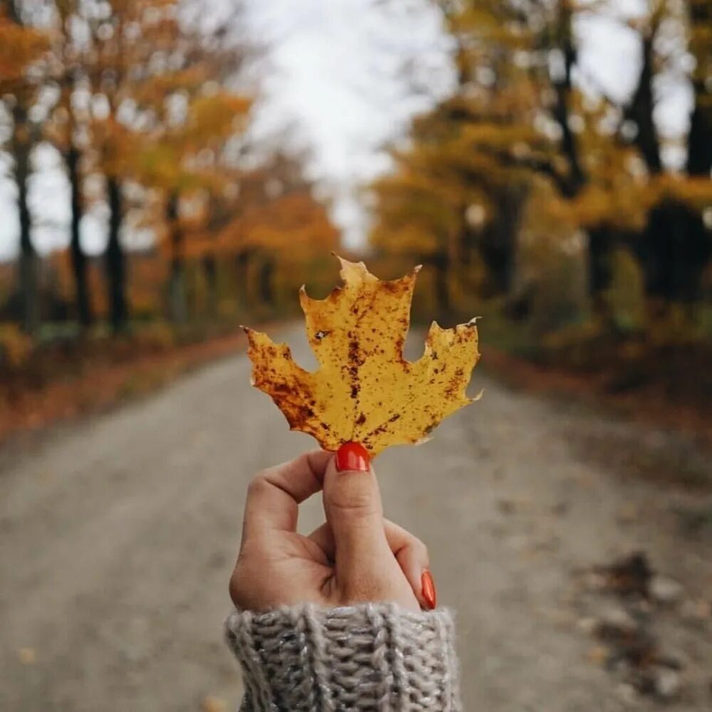 Даже самой теплой осенью листья. Осень листья. Осенние листья в руках. Лист в руке осень. Желтый лист в руке.