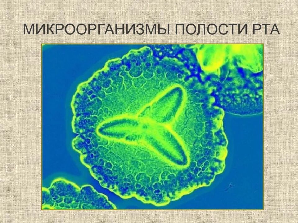 Микроорганизмы полости рта. Бактерии ротовой полости человека. Микроскопия бактерий ротовой полости. Сколько бактерий во рту