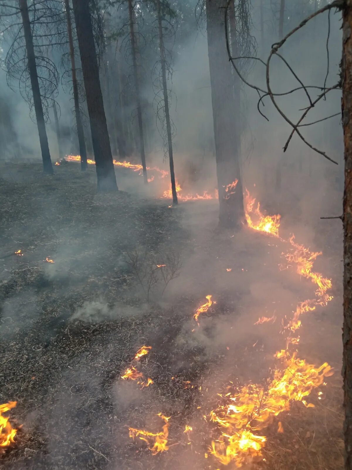 Пожар. Лес в огне. Пожар в лесу. Горят леса.