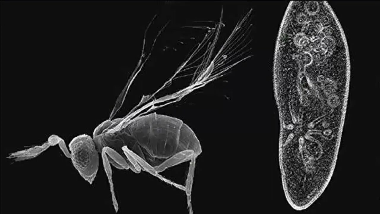 Megaphragma mymaripenne. Мелкий маленький микроскопический. Megaphragma mymaripenne. Мелкий маленький микроскопический. Самые маленькие одноклеточные организмы.