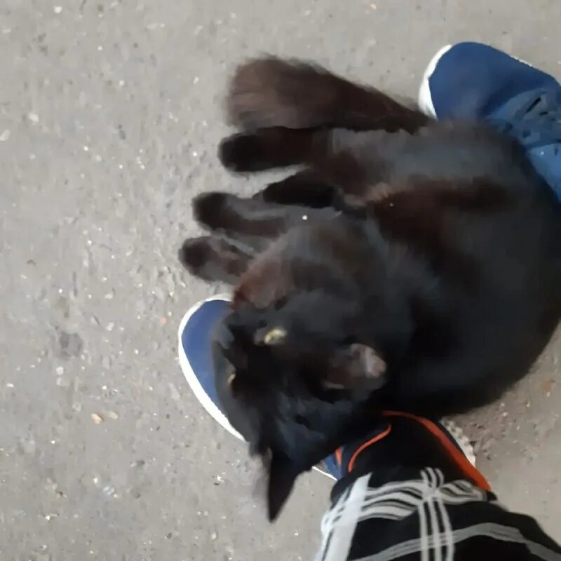 Интересное происшествие с домашней кошкой. Кот среди машин. Интересное происшествие с домашней кошкой. Кот на улице. Кот испугал медведя.