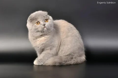 Фолд 6