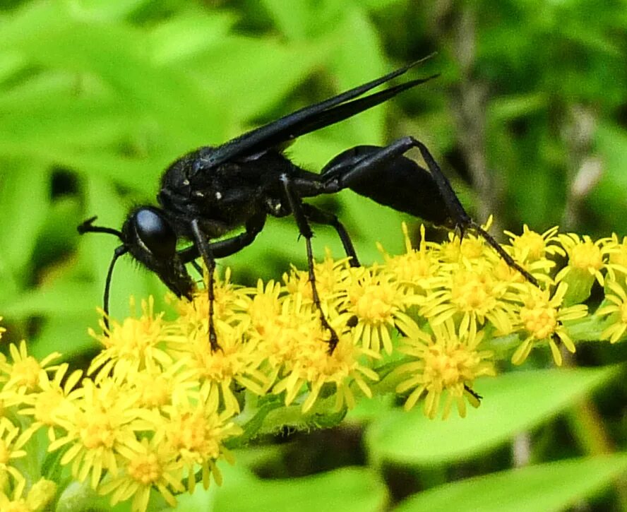Насекомое трубочка. Земляная Оса черная. Giant Black Wasp. Great Black Wasp. Оса сфекс и Каракурт.