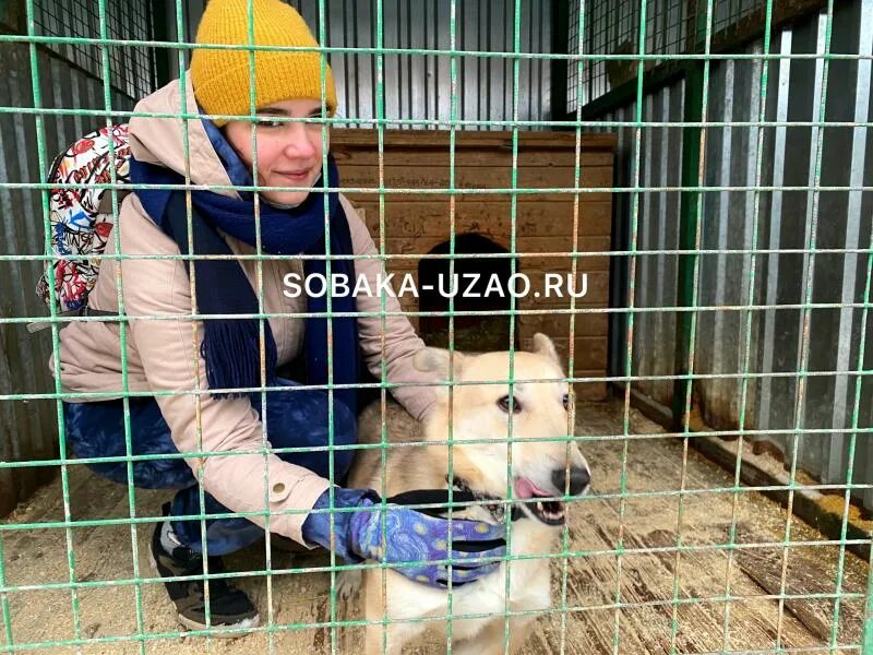 Щербинка м. О. Приют для собак в подмосковье щербинка. Собачий приют в щербинке. Приют щербинка.