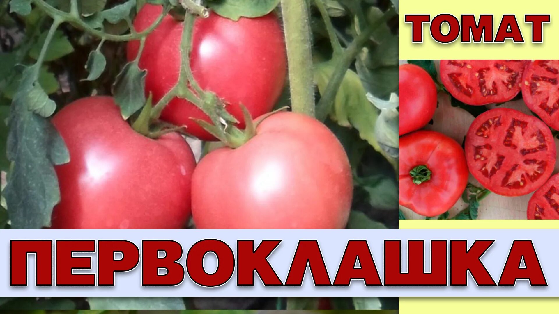 Томат первоклашка. Помидоры первоклассница. Сорт первоклашка томат. Томат первоклассника.