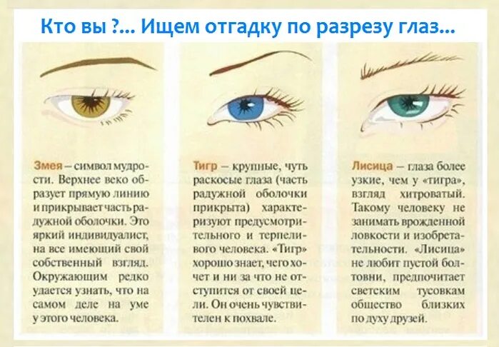 Узкие глаза признак. Формы глаз. Определить человека по глазам. Определение характера по глазам. Формы глаз человека.