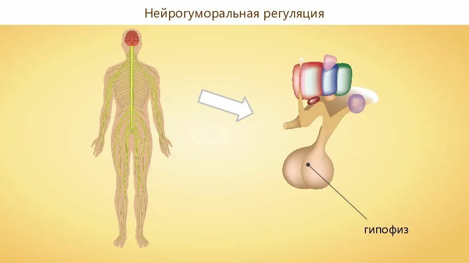 Гуморальная регуляция мозга. Гуморальная система. Гуморальная система регуляции. Нейро гуморальная регуляция это. Гуморальная регуляция человека.