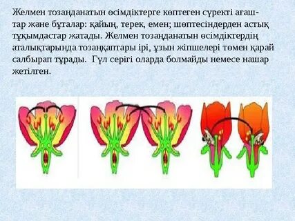 Кішкентай секс фотосуреттері