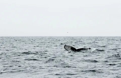 Киты в черном море