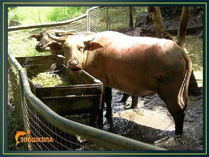 Гипотония преджелудков. Гипотония преджелудков коровы. Атония преджелудков у коровы. Гипотония преджелудков у КРС. Гипотония и атония преджелудков у КРС.