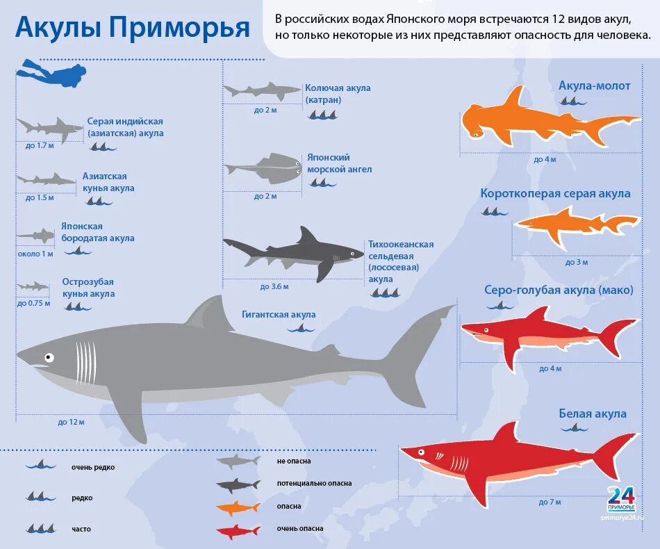 Разновидности акул. Классификация акул. Акулы всех видов с названиями. Таблица всех видов акул. Сравнение размеров рыб