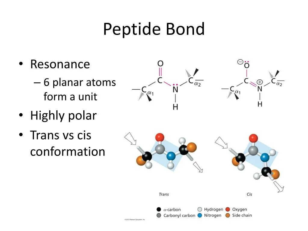 Пептидная связь в ДНК. Peptide Bond. Транс и цис пептидная связь. Peptide structure.