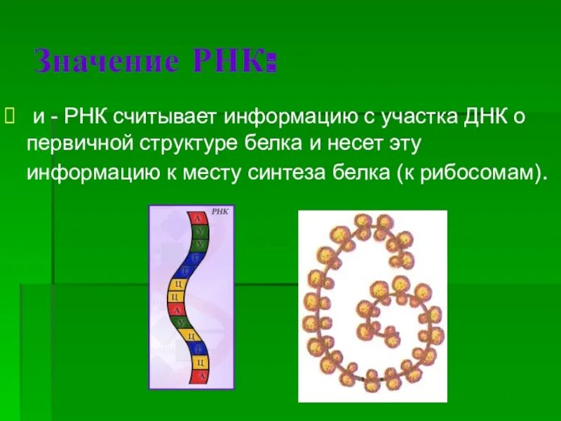 И РНК считывает информацию:. Значение ИРНК. ИРНК считывается с.