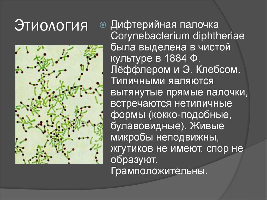 Коринобактерия дифтерия. Коринебактерия дифтерии антигены. Чистая культура дифтерийной палочки. Дифтерийная палочка среда обитания. Этиология дифтерии