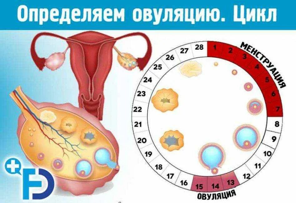 Может ли яйцеклетка оплодотвориться