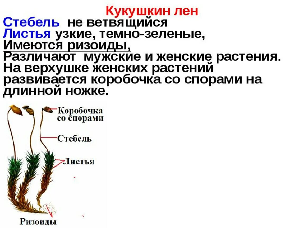 Что характерно для мхов. Моховидные растения Кукушкин лен. Структура растения Кукушкин лен. Кукушкин лен отдел растений. Листостебельные мхи Кукушкин лен.