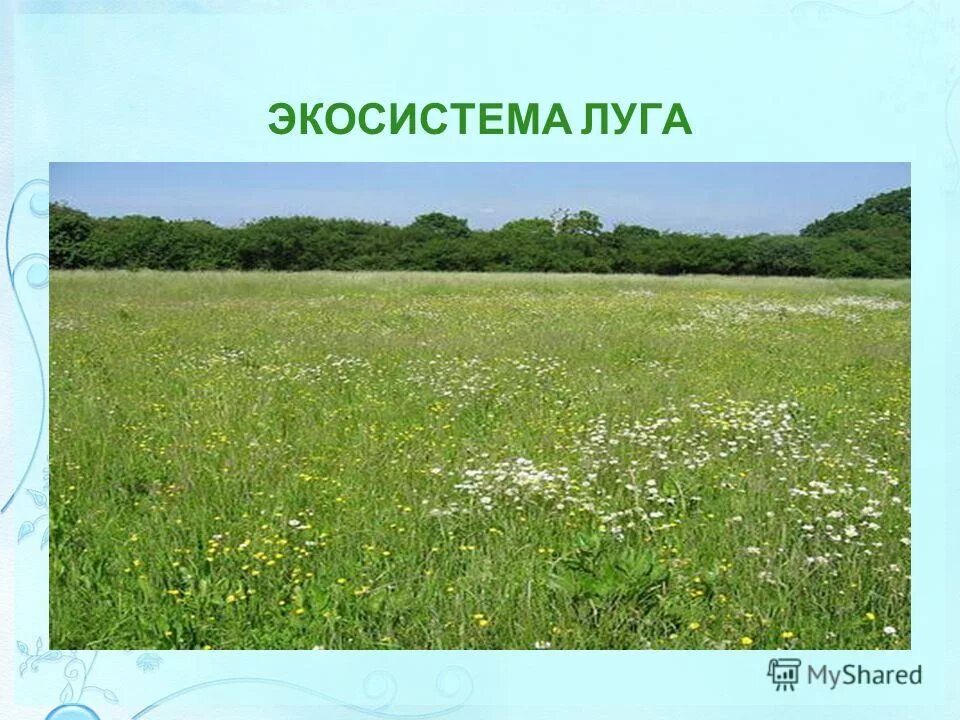 экосистема презентация. почему экосистемы. искусственные экосистемы. понятие экосистемы. биогеоценоз это.