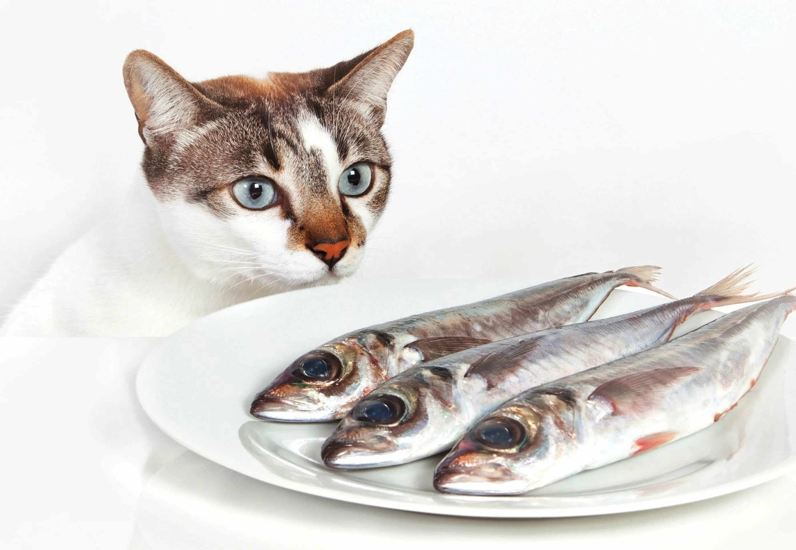 Едят ли коты рыбу. Рыба кошка. кот с рыбой. рыбка для кошки. кошка ест рыбу.