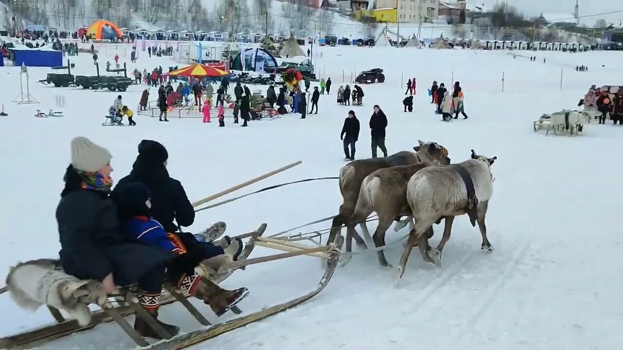 День оленевода 2023. День оленевода Салехард 2023. Праздник оленевода в Салехарде. День оленевода 2023 Ямал. День оленевода Салехард 2024.