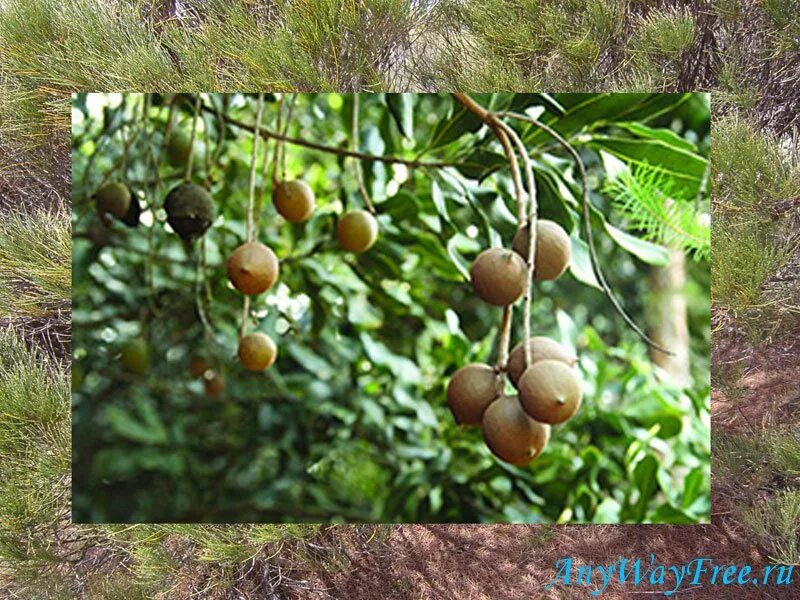 Macadamia integrifolia. Орех макадамии. Макадамия орех дерево. Макадамия орех родина. Макадамский орех дерево.