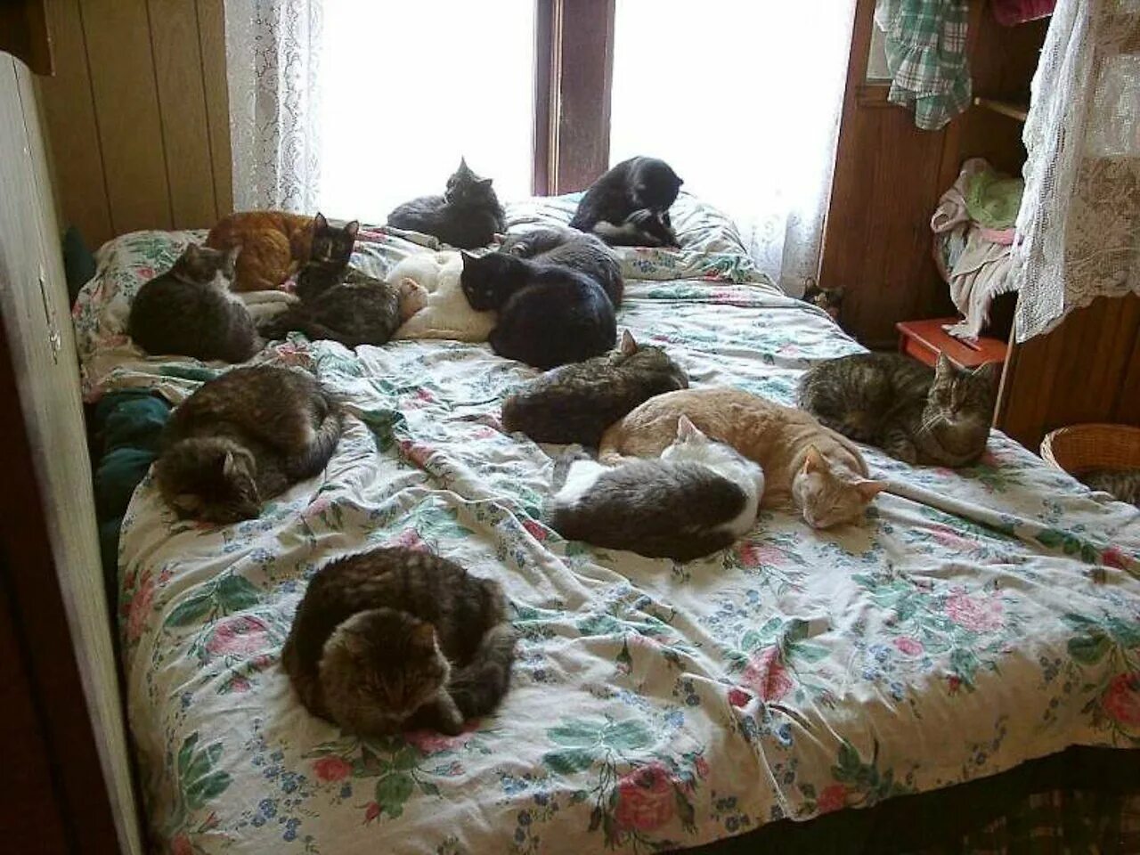 Давно ее не видела. Коты в квартире. Много котов на кровати. Много котов в квартире. Кот в кровати.