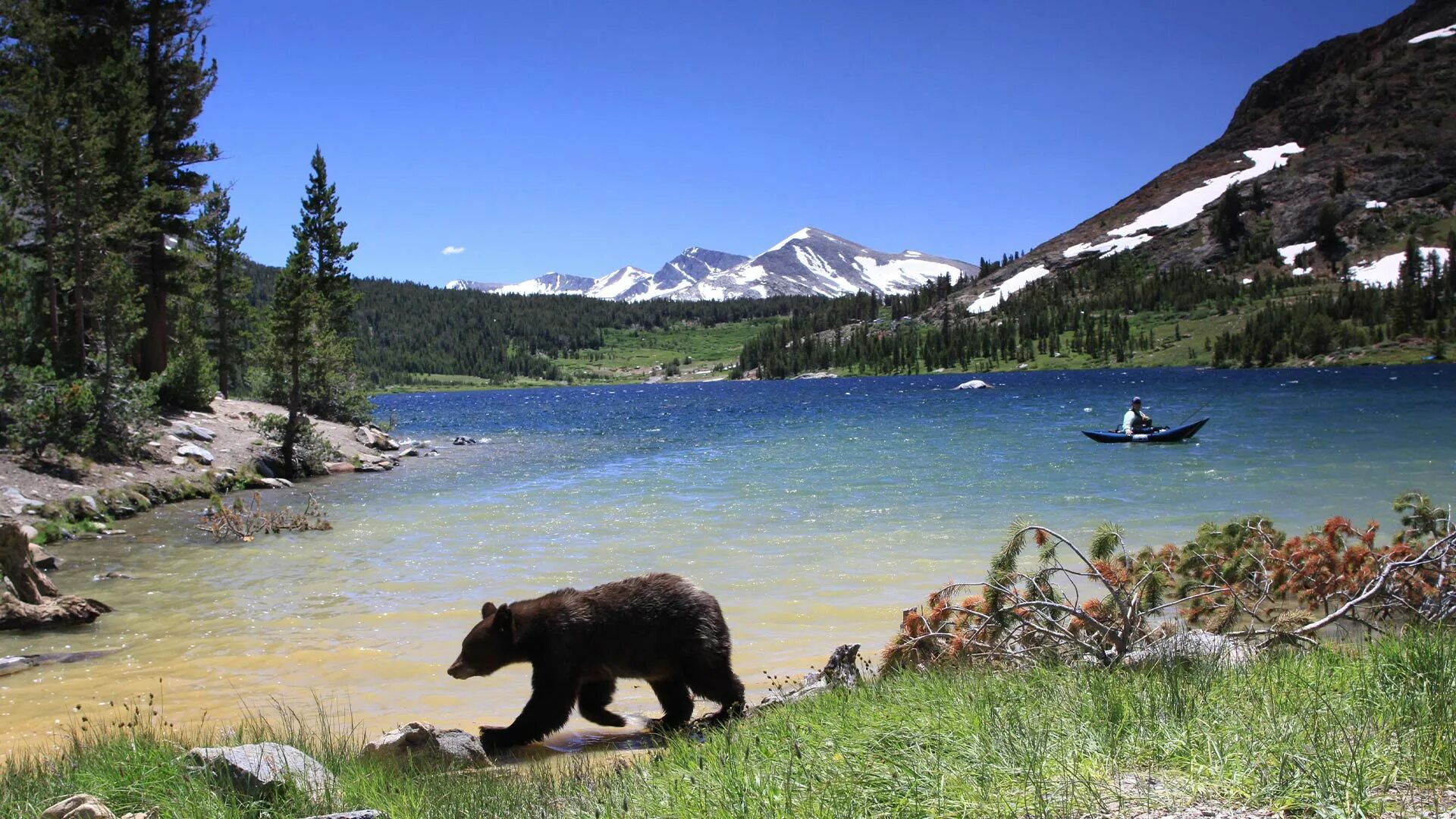 Us wildlife. Национальный парк Йосемити животные. Национальный парк Наханни Канада. Парк Йосемити Калифорния Дикая природа. Мультинские озера медведь.