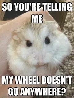 Hamster meme violin