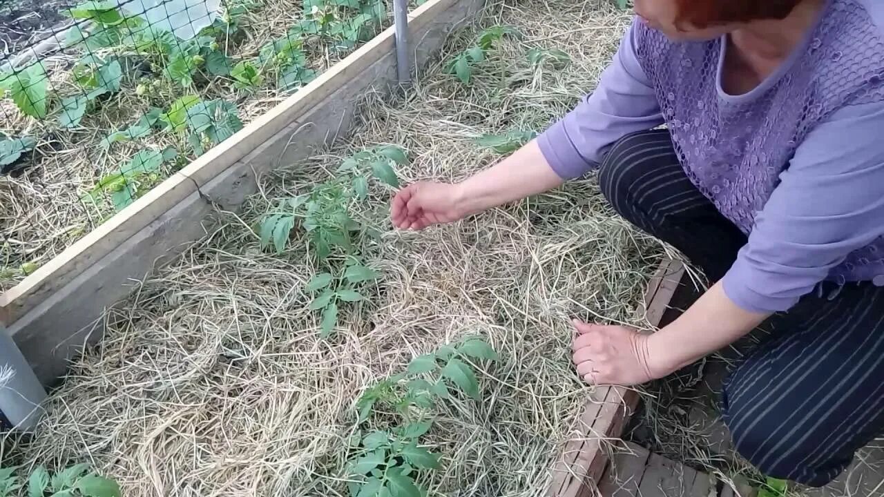 Посадка помидор в теплице видео. Мульчирование в теплице. мульча томатов. мульчирование соломой в теплице. мульчирование почвы в теплице.
