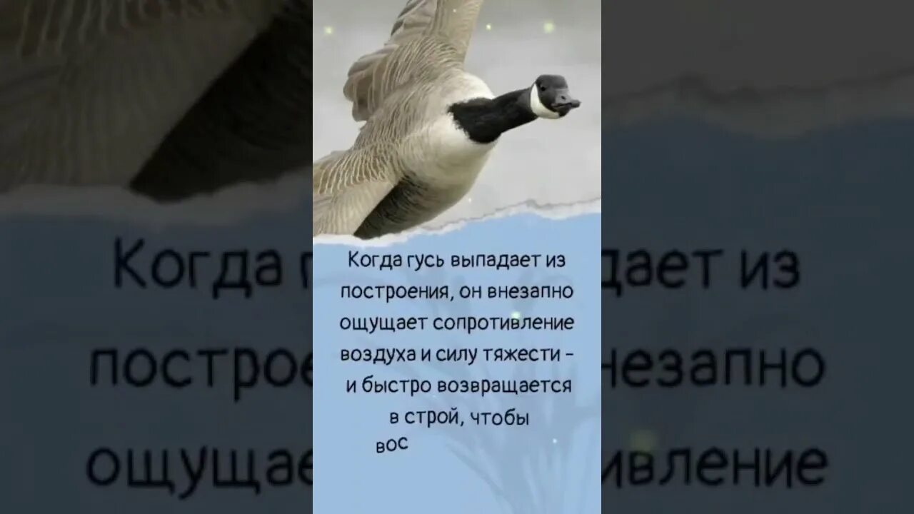 Почему гуси стали садиться на барку. Чему нас могут научить птицы. Гусь для презентации. Почему гуси идут друг за другом?. Последний Гусь улетел.