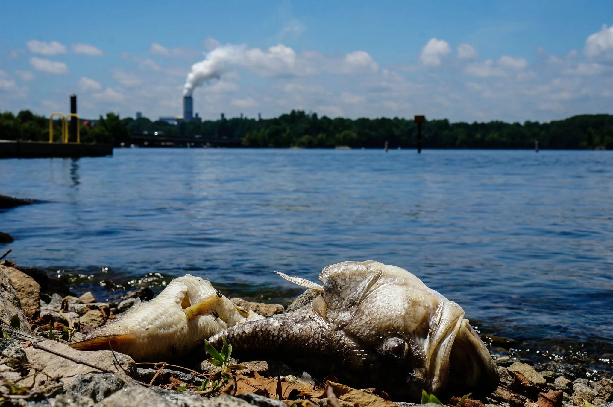 Мертвые водоемы. Загрязнение воды. Загрязнение водоемов. Экология водоемов. Загрязненные воды.