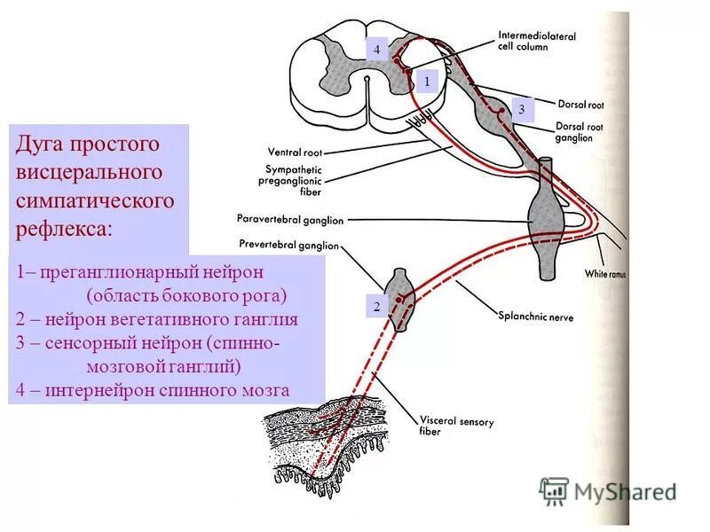 Строение рефлекторной дуги вегетативной нервной системы. Схема рефлекторной дуги симпатической нервной системы. Симпатическая рефлекторная дуга 3 нейрона. Рефлекторная дуга симпатической нервной системы.