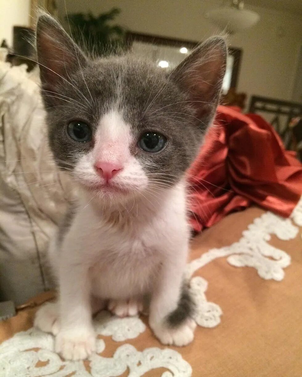 Настоящий котенок. Кошки маленькие. Маленькие котики настоящие. Маленького котенка настоящего