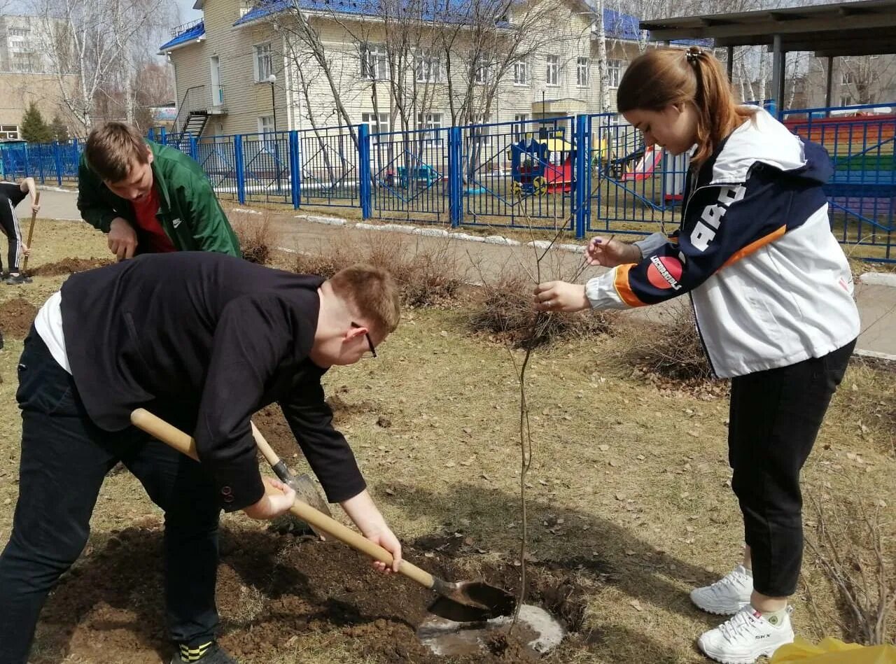 Посадка деревьев школьниками. Посадка деревьев в школе сад памяти. Школьники сажают. Аллея памяти Барнаул.