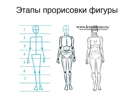 Пропорции рисовать