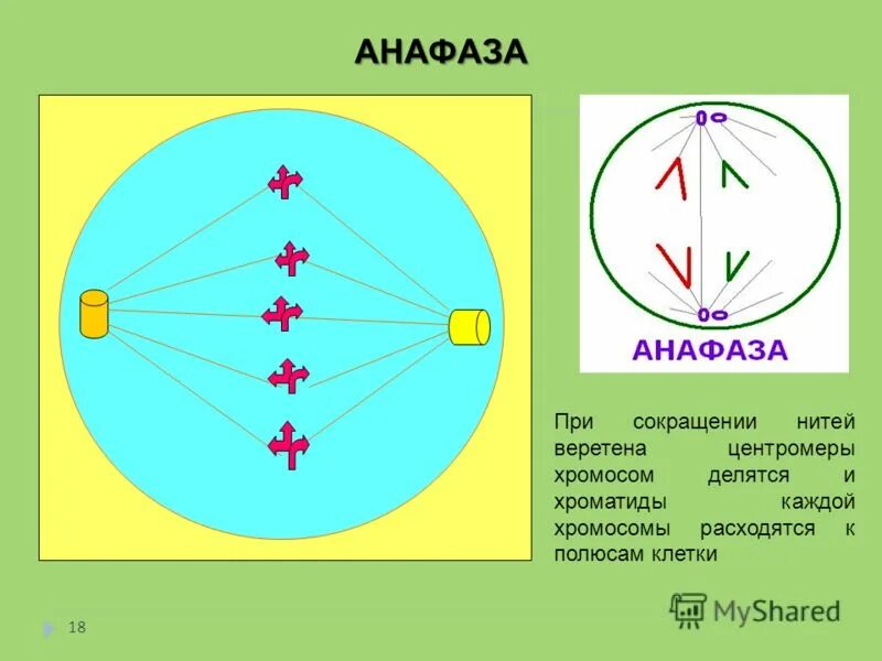 Сколько клеток в анафазе. Анафаза. Сокращение нитей веретена деления. Хроматиды расходятся к полюсам клетки. Укорачивание нитей веретена деления.