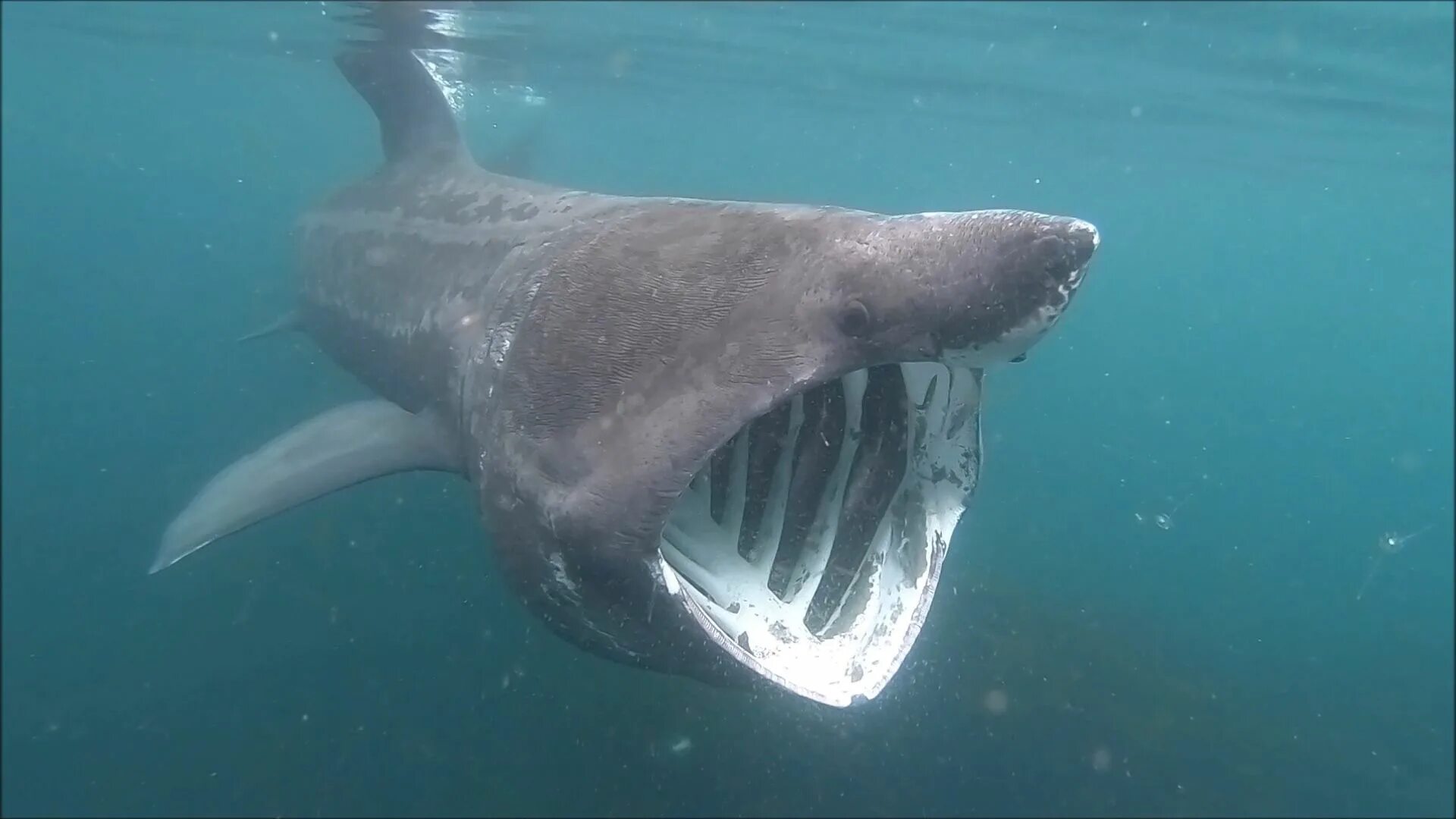 В каком океане акулы встречаются только летом. Баскинг Шарк акула. Гигантская акула. Остров акул. Гигантская акула с закрытым ртом.