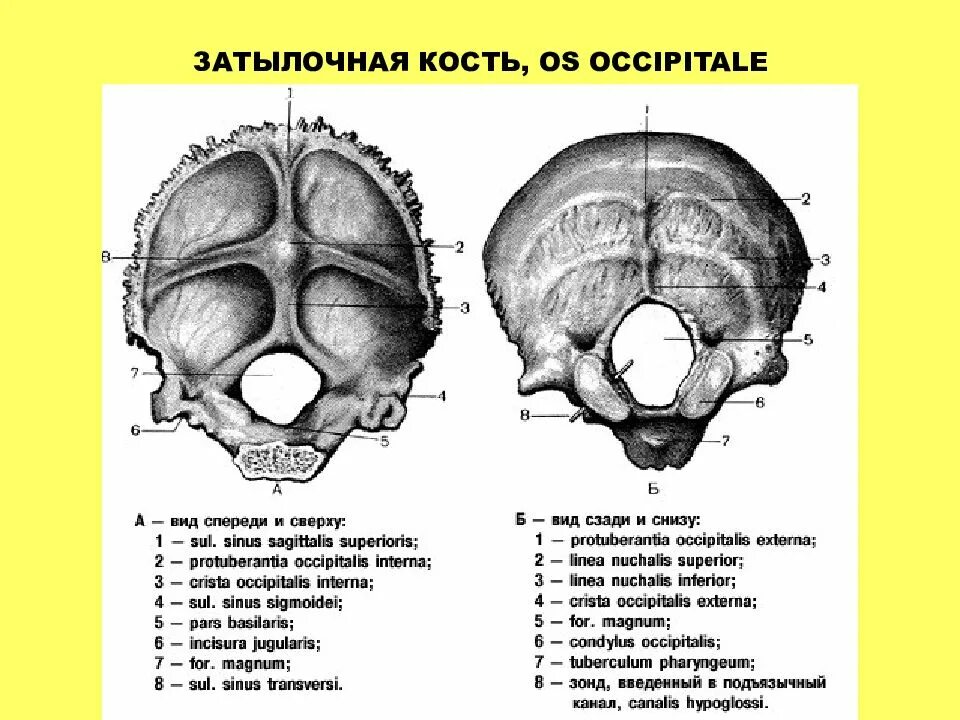 Мыщелки черепа. Мозговая ямка затылочной кости. Затылочная кость вид спереди и сверху. Внутрияремный отросток затылочной кости. Билич затылочная кость.