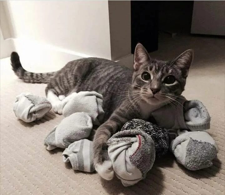 Кот таскает носки. Носки с котом. Котоматрица. Котоматрица коты. Не хочу быть довольной