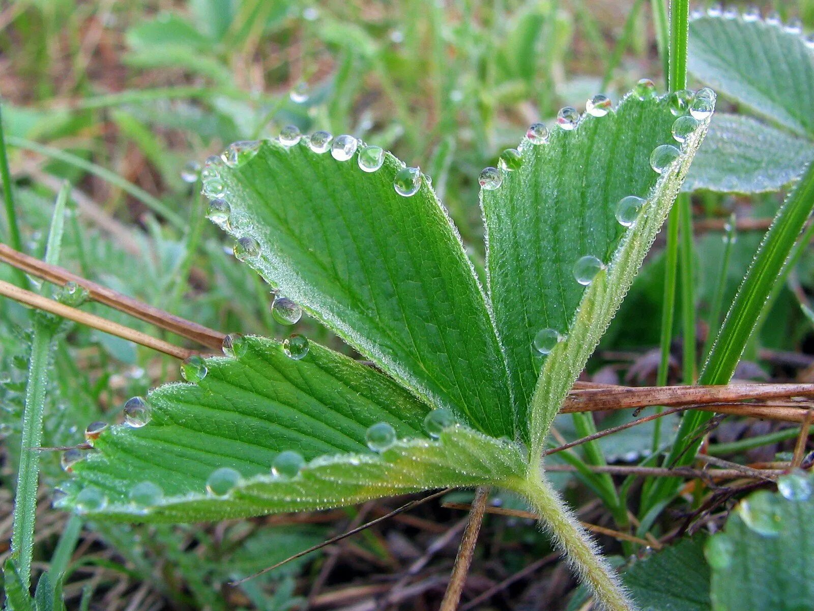 Можно ли листья клубники