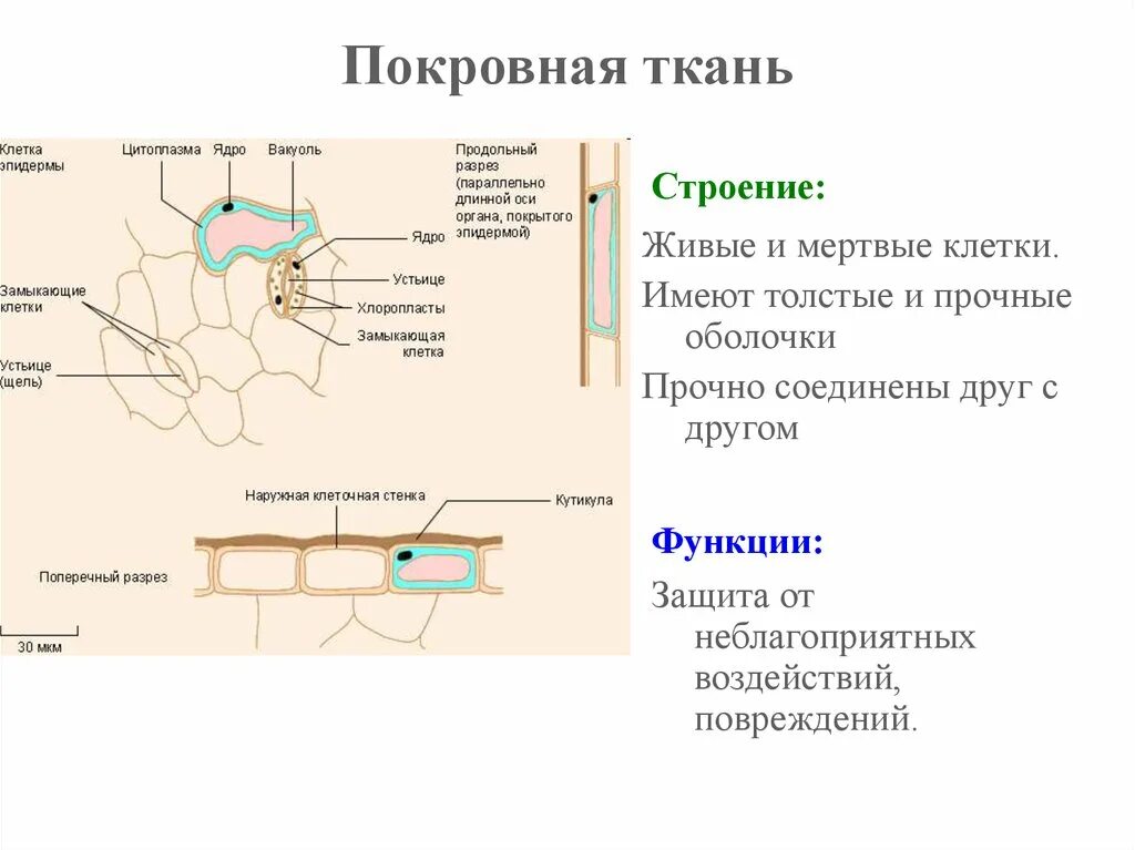 Покровная строение и функции. Структура покровной ткани. Строение покровной ткани. Покровная ткань строение и функции. Функции покровной ткани.