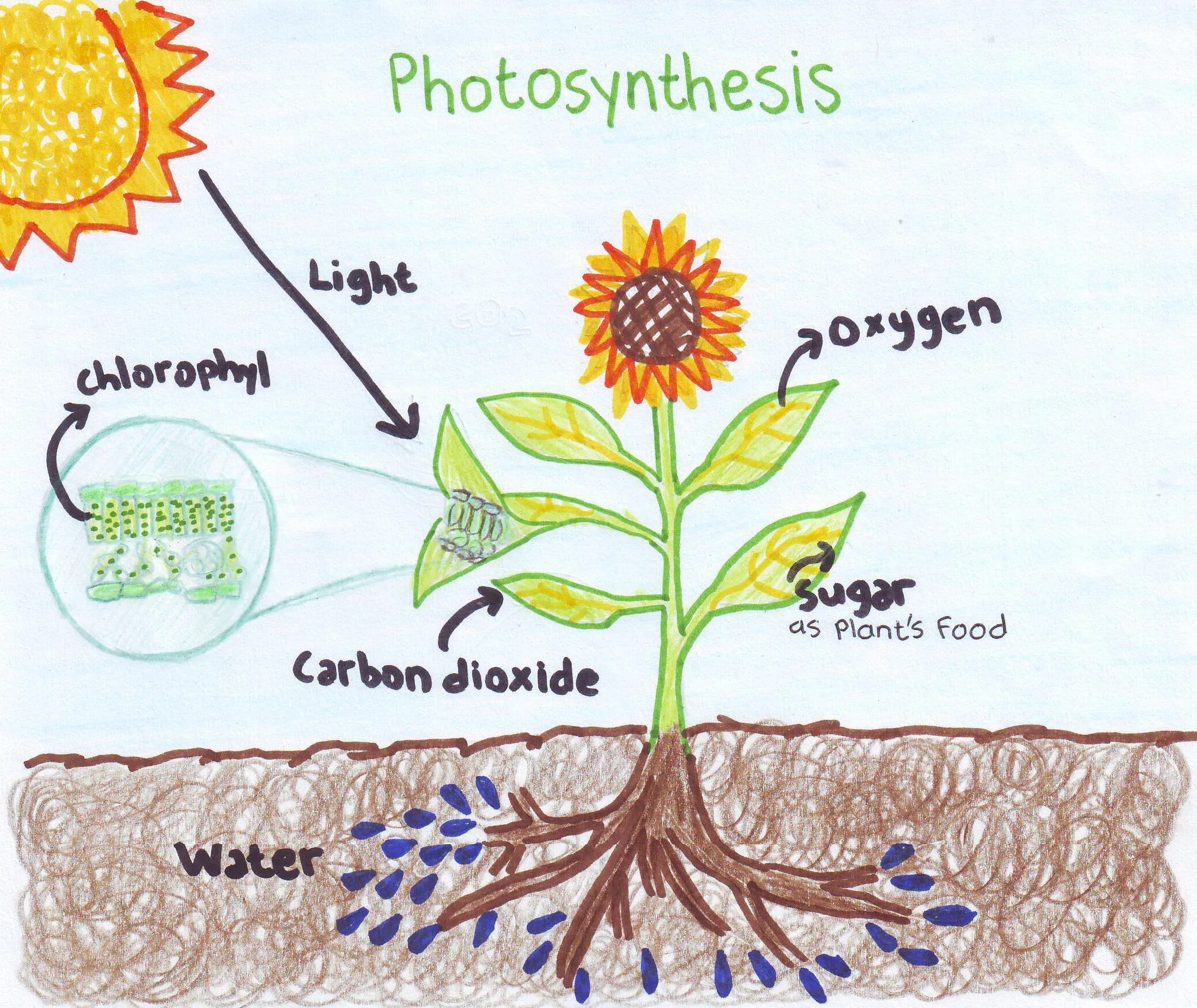Рисунок фотосинтеза. Фотосинтез. Фотосинтез рис. Фотосинтез для малышей. Фотосинтез цветка.